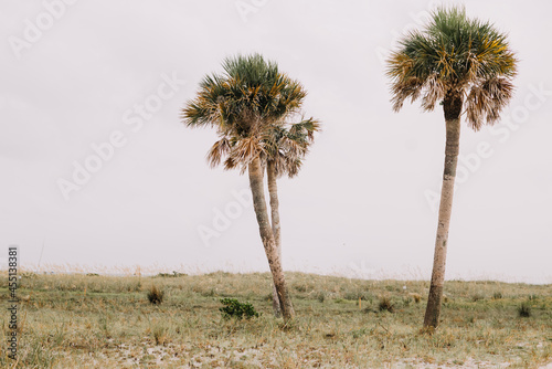 Palm trees on a beach in Florida