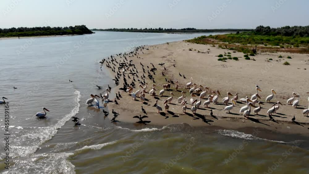 Drone view of pink pelicans and cormorants. Wild birds on the seashore in the nature reserve. Delukova Spit, Danube Delta. A reserved territory untouched by human hands. Natural reserve in Ukraine Drone view of pink pelicans and cormorants. Wild birds on the seashore in the nature reserve. Delukova Spit, Danube Delta. A reserved territory untouched by human hands. Natural reserve in Ukraine