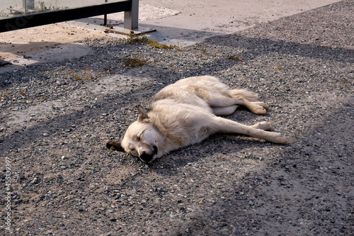 Abandoned dog is sleeping on the ground. The dog starve Sleeping on the road. A yellow tag attached to the ear means that the dog has been spayed, vaccinated and under control.