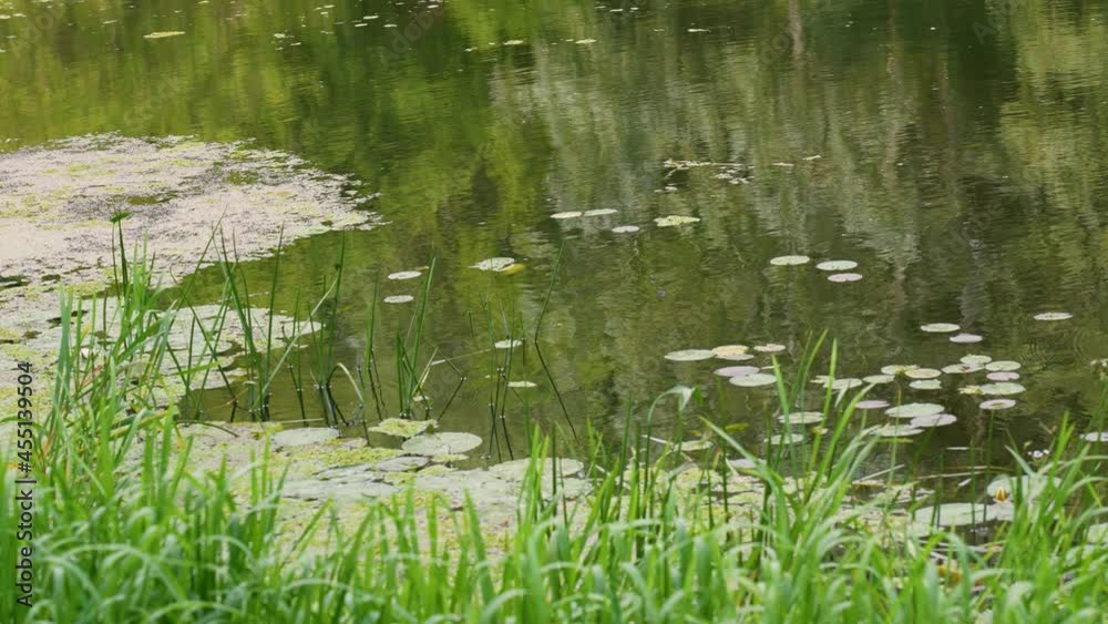 Different green water plants and calm water of summer river. Slow motion 4k video landscape Different green water plants and calm water of summer river. Slow motion 4k video landscape