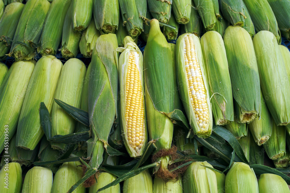 fresh corn on the market fresh corn on the market