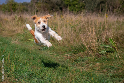 Jack Russell Terrier puppy jumping on green grass