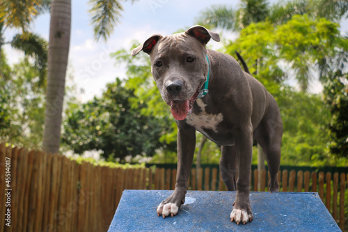 Photography Pit bull puppy dog playing and having fun in the park
