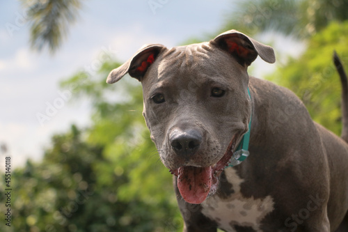 Pit bull puppy dog playing and having fun in the park. Selective focus.