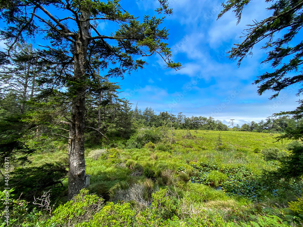 forrest glade hiking trail area with tall trees and blue sky forrest glade hiking trail area with tall trees and blue sky