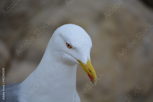seagull