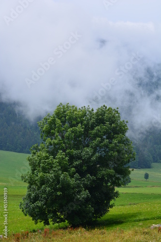 tree and mist