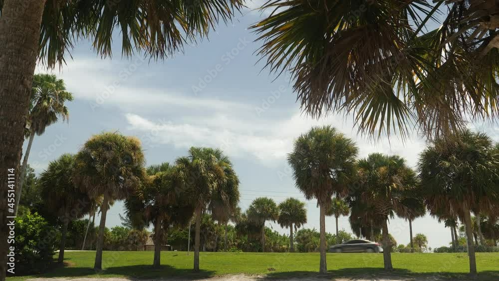 Palm tree landscape with cars driving through. Florida, USA. Palm tree landscape with cars driving through. Florida, USA.