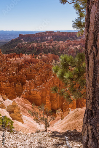 Treeside view down the hillside to the orange sandstone formations of Bryce Canyon