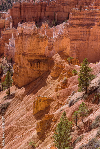 Closeup view of the pine trees growing along the ridge inside Bryce Canyon