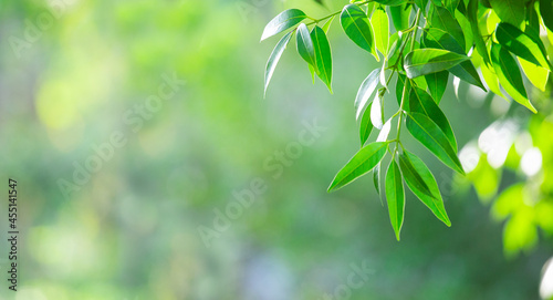 Green leaves background texture. Sunshine nature in garden. Blurred background for web banner.
