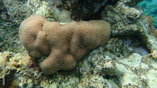Lesser star coral or Brain coral  (Goniastrea edwardsi) undersea, Red Sea, Egypt, Sharm El Sheikh, Nabq Bay photo