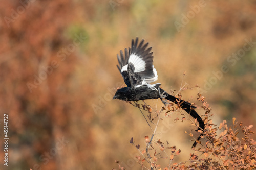 Magpie shrike in flight with autumn coloured background photo