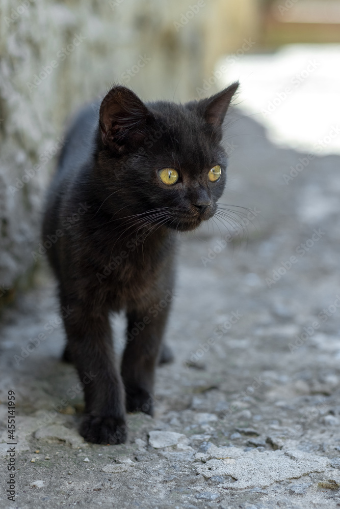 Little black kitten in the shade of the house on a hot summer day Little black kitten in the shade of the house on a hot summer day