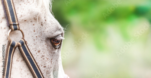 Close-up of a horse´s eye. Wide screen with text space