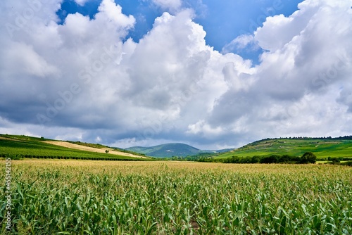 Tokaj, Hungary. Landscape of hungarian wine region, Unesco World Heritage.