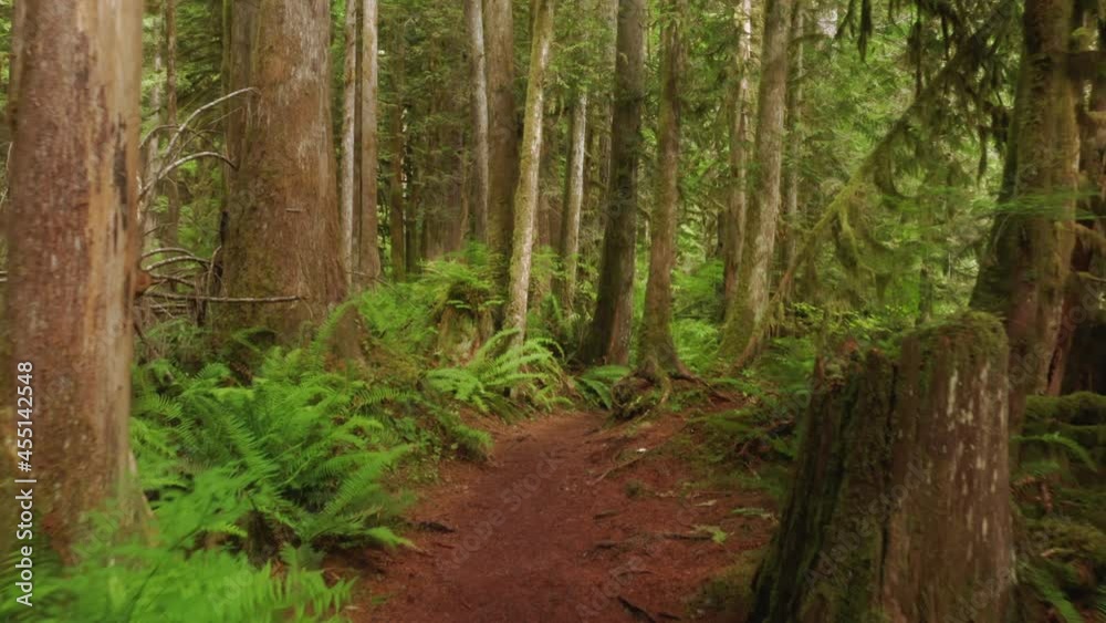 Drone flying along beautiful hiking trail with dense fern bushes and tree branches, barks covered by moss. Cinematic mountain rainforest, USA. Beautiful green forest background, 4K aerial footage Drone flying along beautiful hiking trail with dense fern bushes and tree branches, barks covered by moss. Cinematic mountain rainforest, USA. Beautiful green forest background, 4K aerial footage