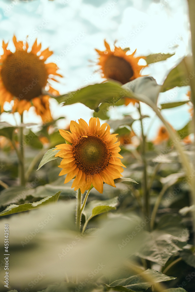 Fototapeta premium Sunflower Blooming. Close-up of Sunflower. a Sunflower Sways growing in countryside. Sunflower natural background.