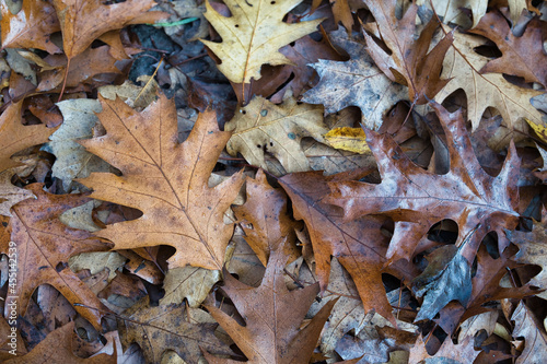 November in the woods, fallen wet red oak leaves