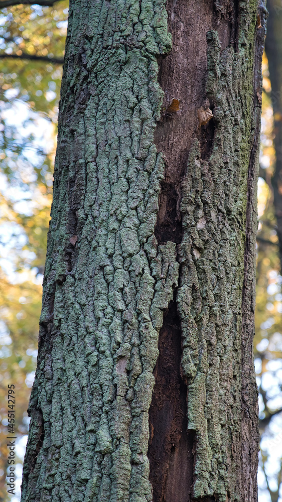 A November morning in the forest, the trunk of an old oak A November morning in the forest, the trunk of an old oak
