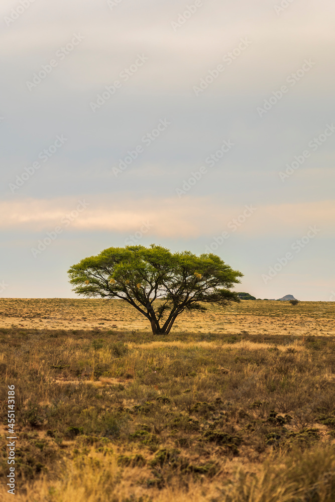 Portrait shot of a lone african tree in Karoo grassland in South Africa