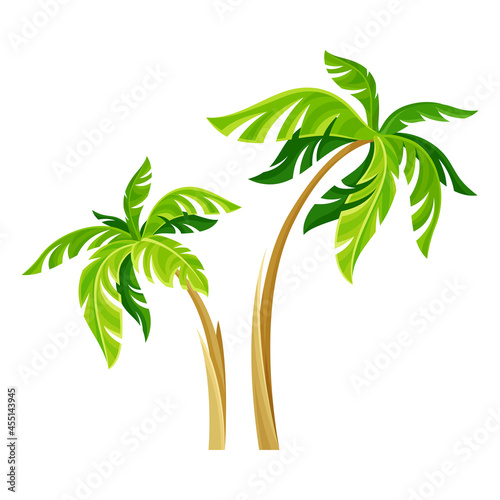 Green Palm Tree as Tropical Plant and Nature Element Vector Illustration