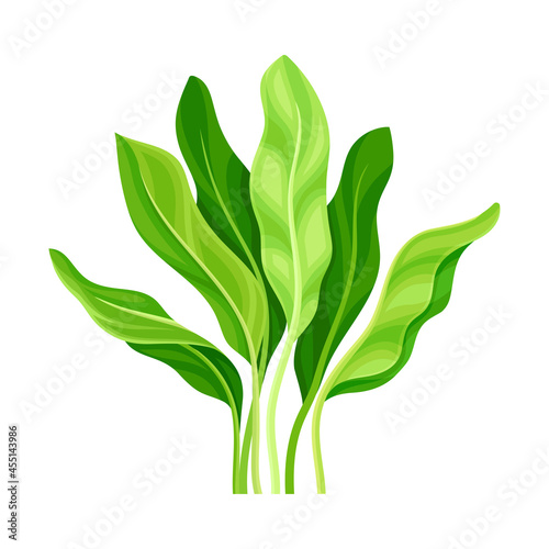 Green Tropical Leaf on Stem as Nature Element Vector Illustration