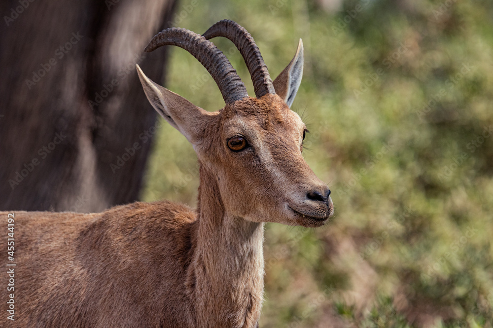 Nubian Ibex is a desert-dwelling goat species found in mountainous areas of Algeria, Egypt, Ethiopia, Eritrea, Israel, Jordan, Lebanon, Oman, Saudi Arabia, Sudan and Yemen. Nubian Ibex is a desert-dwelling goat species found in mountainous areas of Algeria, Egypt, Ethiopia, Eritrea, Israel, Jordan, Lebanon, Oman, Saudi Arabia, Sudan and Yemen.