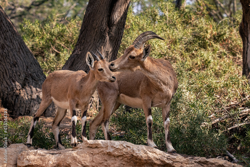 Nubian Ibex is a desert-dwelling goat species found in mountainous areas of Algeria, Egypt, Ethiopia, Eritrea, Israel, Jordan, Lebanon, Oman, Saudi Arabia, Sudan and Yemen.
