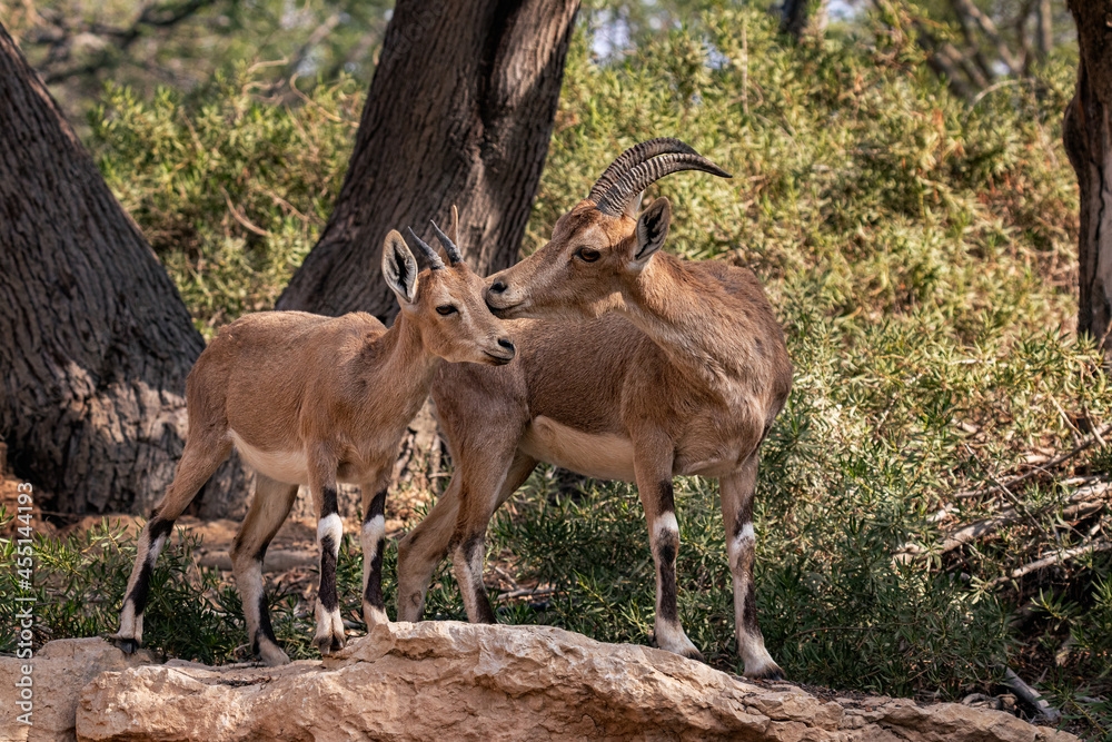 Nubian Ibex is a desert-dwelling goat species found in mountainous areas of Algeria, Egypt, Ethiopia, Eritrea, Israel, Jordan, Lebanon, Oman, Saudi Arabia, Sudan and Yemen. Nubian Ibex is a desert-dwelling goat species found in mountainous areas of Algeria, Egypt, Ethiopia, Eritrea, Israel, Jordan, Lebanon, Oman, Saudi Arabia, Sudan and Yemen.