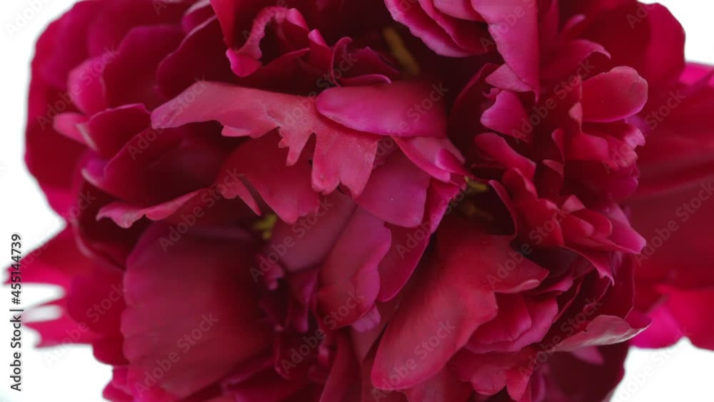 Peony red flower on white background closeup. Blooming peony flower open, time lapse, close-up. Beautiful Wedding backdrop, Valentine's Day concept. 4K UHD video timelapse. Top view Peony red flower on white background closeup. Blooming peony flower open, time lapse, close-up. Beautiful Wedding backdrop, Valentine's Day concept. 4K UHD video timelapse. Top view