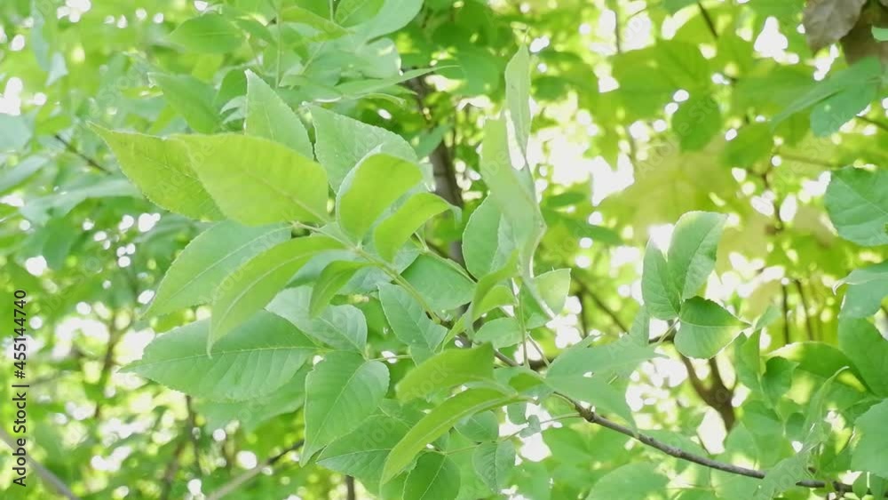 Green leaves tree against the bright sun. Brighting leaves under the sun. Fresh leaves moving by the wind in a green garden. Natural view background. Green organic garden. Fresh green leaves Green leaves tree against the bright sun. Brighting leaves under the sun. Fresh leaves moving by the wind in a green garden. Natural view background. Green organic garden. Fresh green leaves