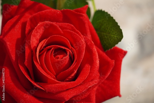 beautiful red rose with bokhe background image