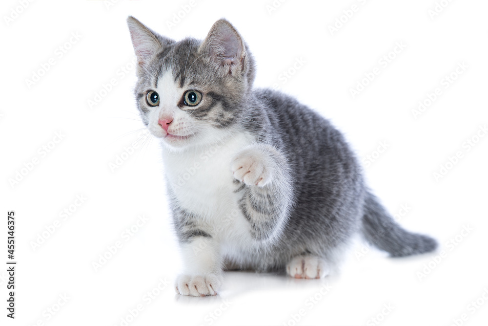 Cute tabby kitten isolated on white lift the paw