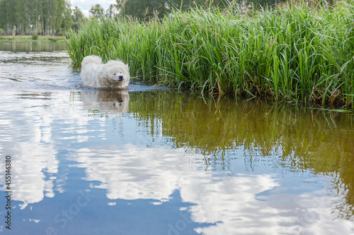 Samoyed. Fluffy white big dog in the water