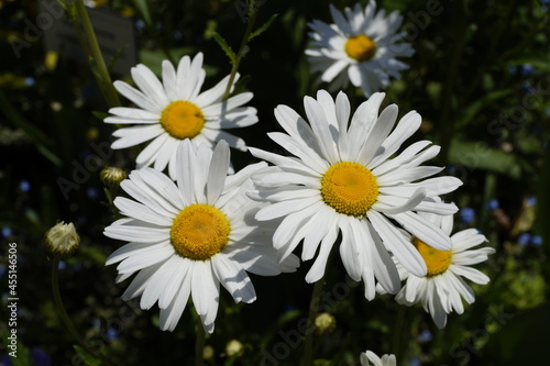 beautiful large daisies on a sunny summer day on flower island Mainau in Germany