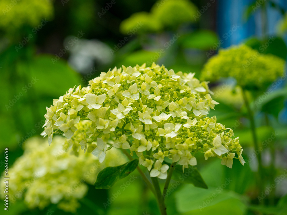 close-up of green hydrangea leaves. A blooming flower, selective focus