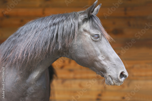 Head shot of a purebred morgan horse at a rural ranch