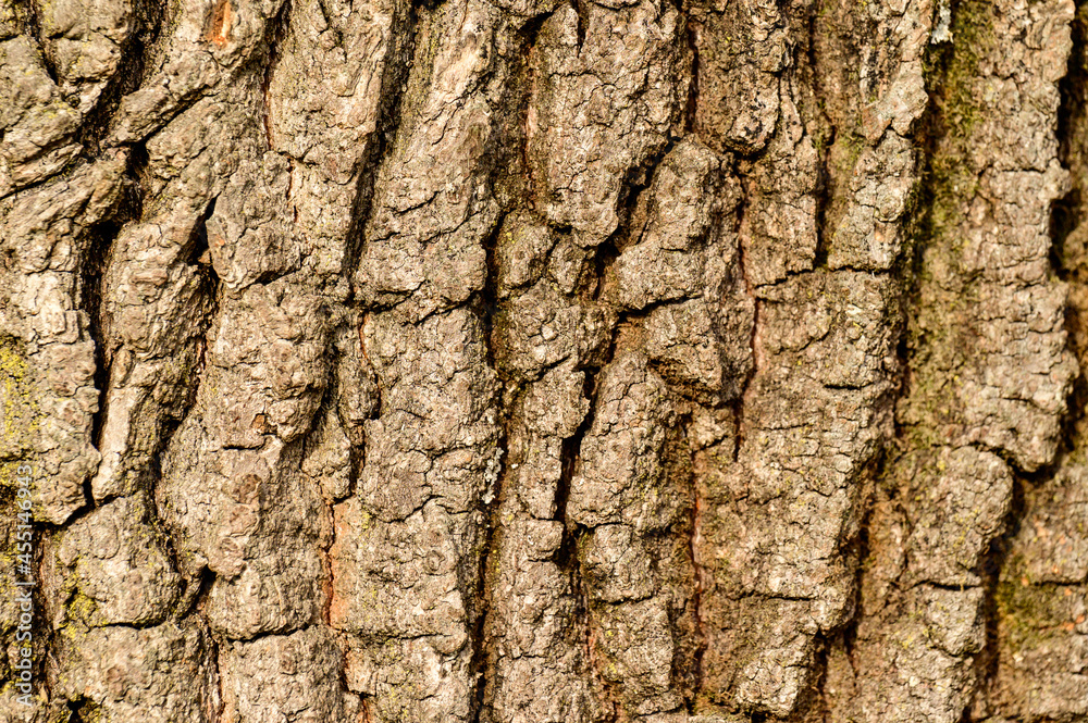 Texture from bark of a tree, vertical natural texture from bark of a young tree. Texture from bark of a tree, vertical natural texture from bark of a young tree.