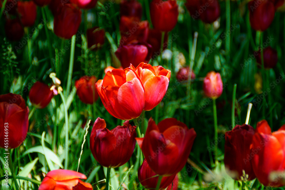a couple of sunlit bright red tulips in love on Mainau island on lake Constance	
