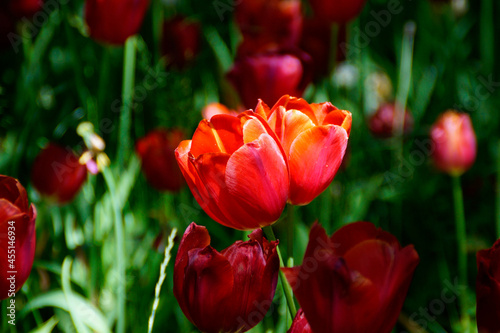 a couple of sunlit bright red tulips in love on Mainau island on lake Constance  