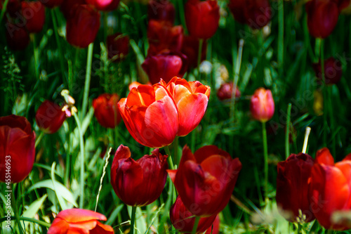 a couple of sunlit bright red tulips in love on Mainau island on lake Constance  