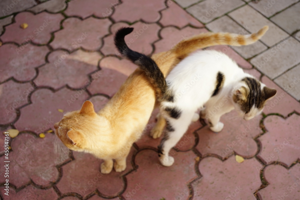 Fototapeta premium White spotted cat and ginger cat hugs and walk in a sunny autumn day