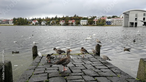 Birds at the pier near the water, Iceland
