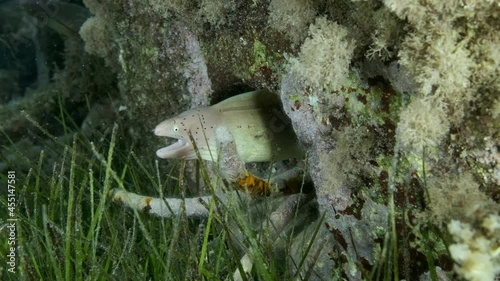  Close-up portrait of Moray peeking out of a burrow in a coral reef covered with algae. Geometric moray or Grey Moray (Gymnothorax griseus). Slow motion photo