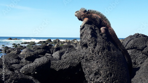 galapagos marine iguana on a rock photo
