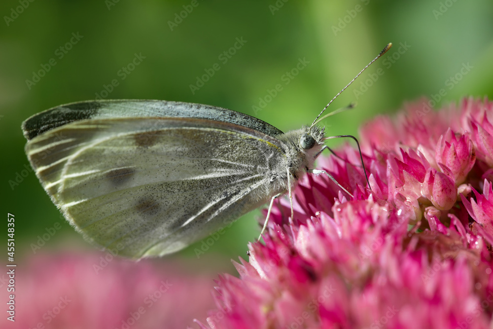 biały motyl na rozchodniku, różowy rozchodnik i motyl biały motyl na rozchodniku, różowy rozchodnik i motyl