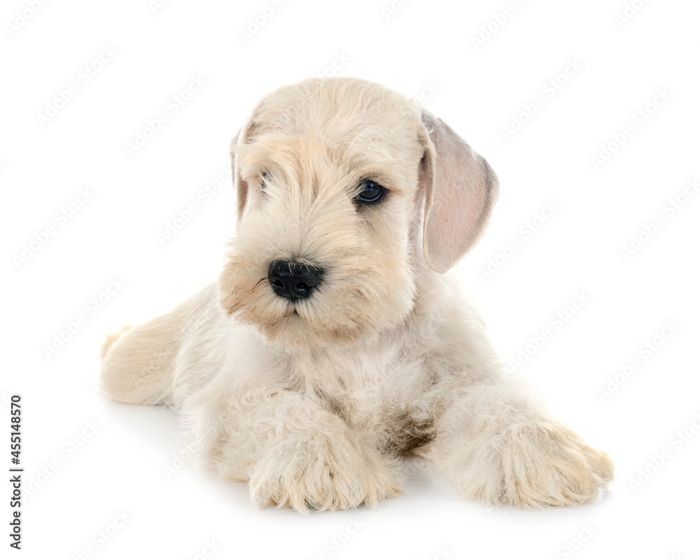 puppy miniature schnauzer in studio puppy miniature schnauzer in studio