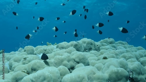 Shoal of black and white Chromis swims above coral reef on blue water background. Half-and-half Chromis, Chocolate-dip chromis or Bicolor damselfish (Chromis dimidiata) Slow motion photo