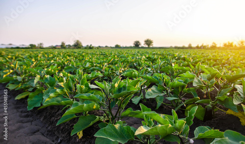 Eggplant plantation field. Agroindustry. Farming landscape. Growing vegetables. Agronomy. Agriculture and agribusiness. Agricultural subsidies. Growing and producing food on the farm. Olericulture photo